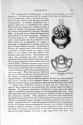Original Old Antique Print Natural History 1896 Lamp-Shells Molluscoidea Shell
