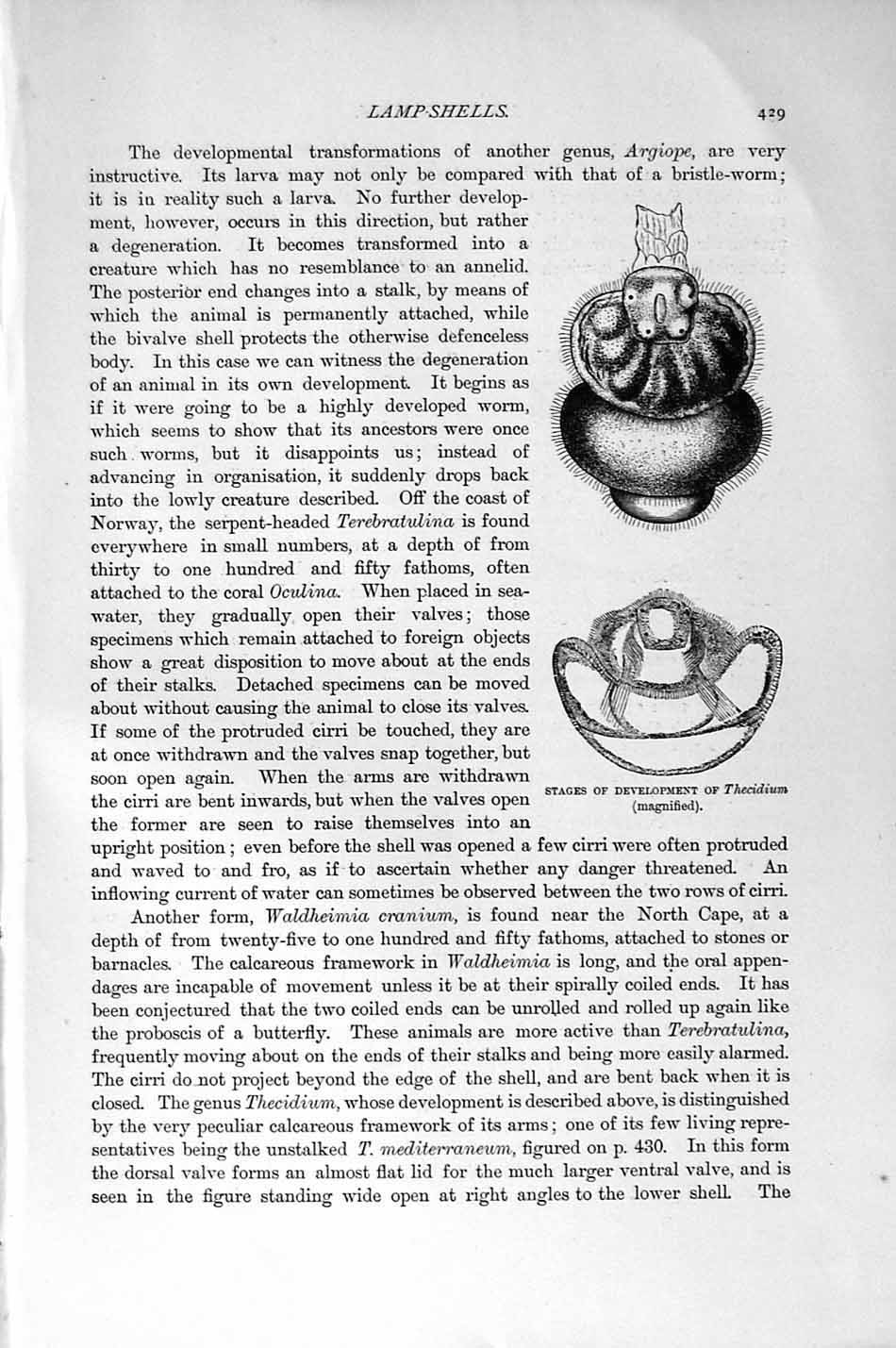 Original Old Antique Print Natural History 1896 Lamp-Shells Molluscoidea Shell
