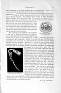 Original Old Antique Print Natural History 1896 Bristles Annelid Lingula Crania
