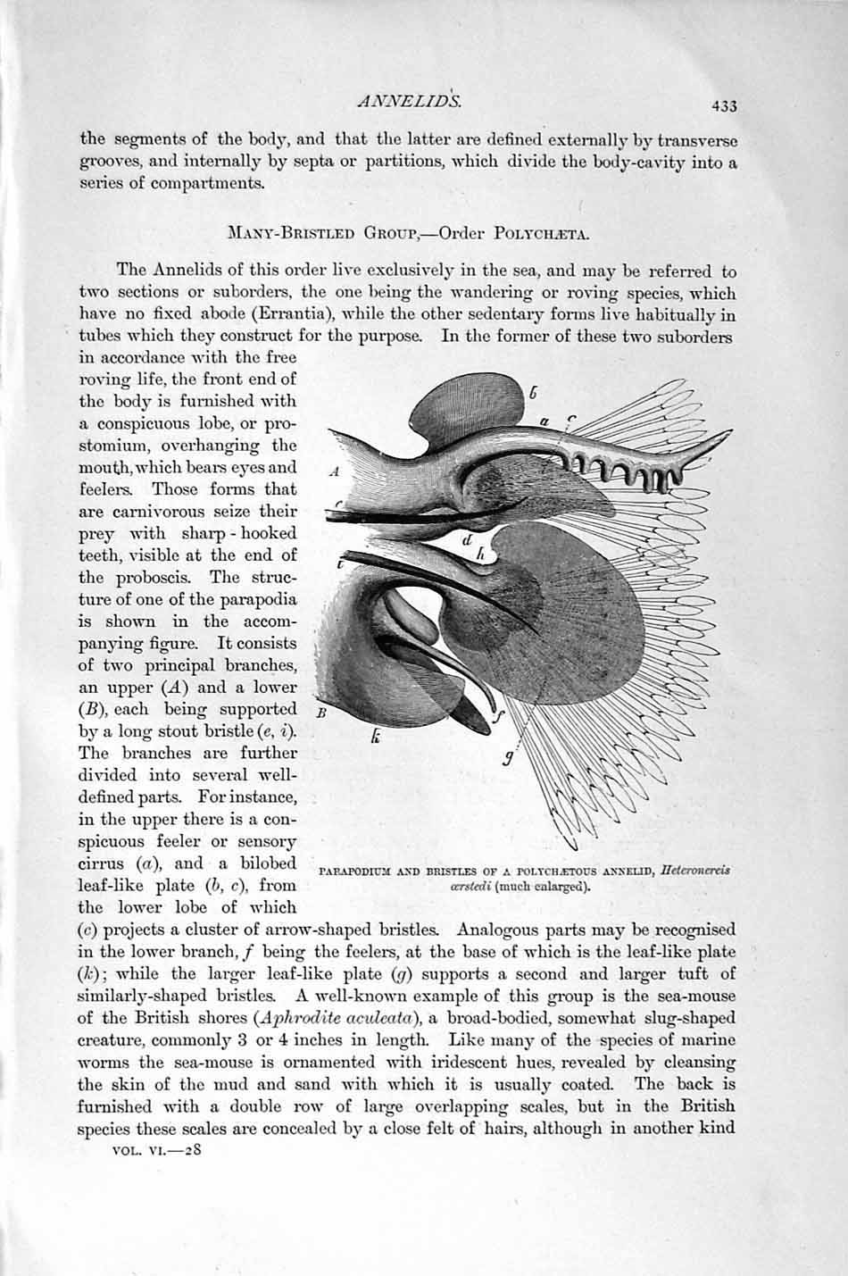 Original Old Antique Print Natural History 1896 Sea-Mouse Worms Nereis Annelid