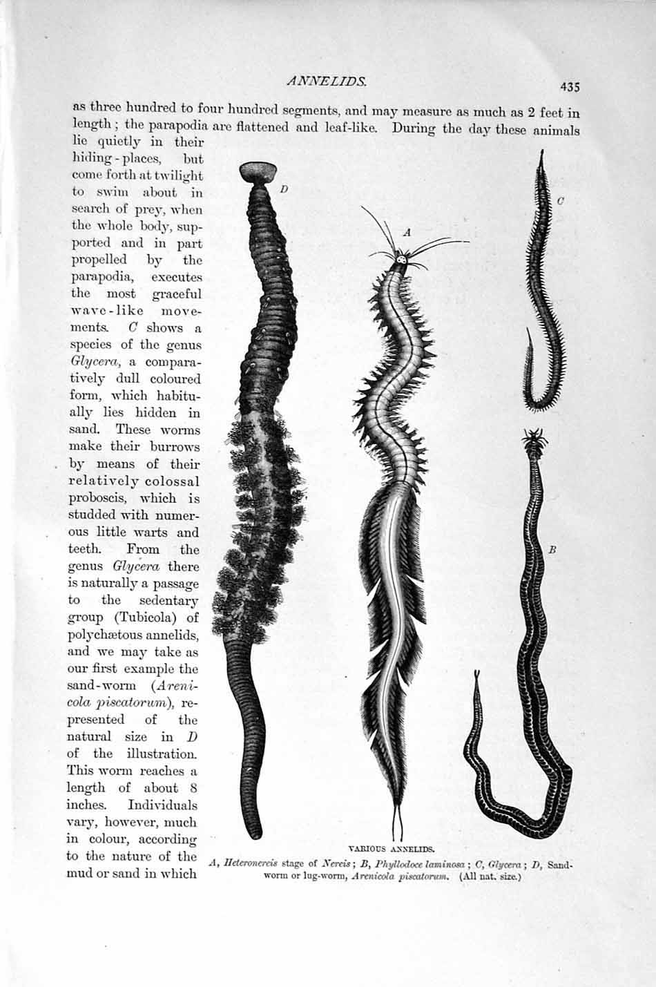 Original Old Antique Print Natural History 1896 Annelids Worms Arenia Fragilis