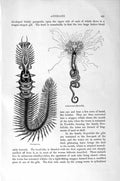 Old Antique Print Natural History 1896 Common Serpula Sabella Tube-Worm 19th