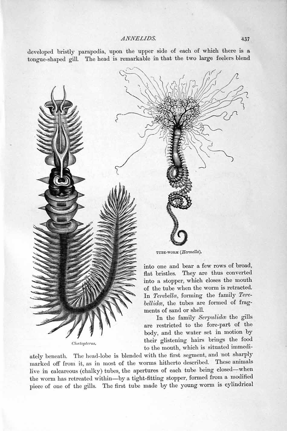 Old Antique Print Natural History 1896 Common Serpula Sabella Tube-Worm 19th