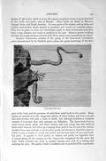 Original Old Antique Print Natural History 1896 Gephyrean Worms Rock-Leech 19th