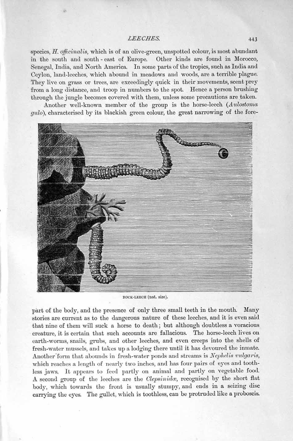 Original Old Antique Print Natural History 1896 Gephyrean Worms Rock-Leech 19th