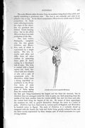 Old Antique Print Natural History 1896 Spiny-Headed Thread-Worm Rotifers 19th