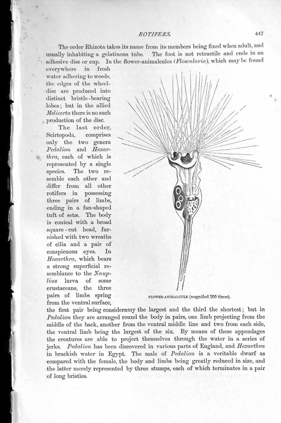 Old Antique Print Natural History 1896 Spiny-Headed Thread-Worm Rotifers 19th
