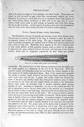 Old Antique Print Natural History 1896 Thread Worm Nematoidea Nematoxys 19th