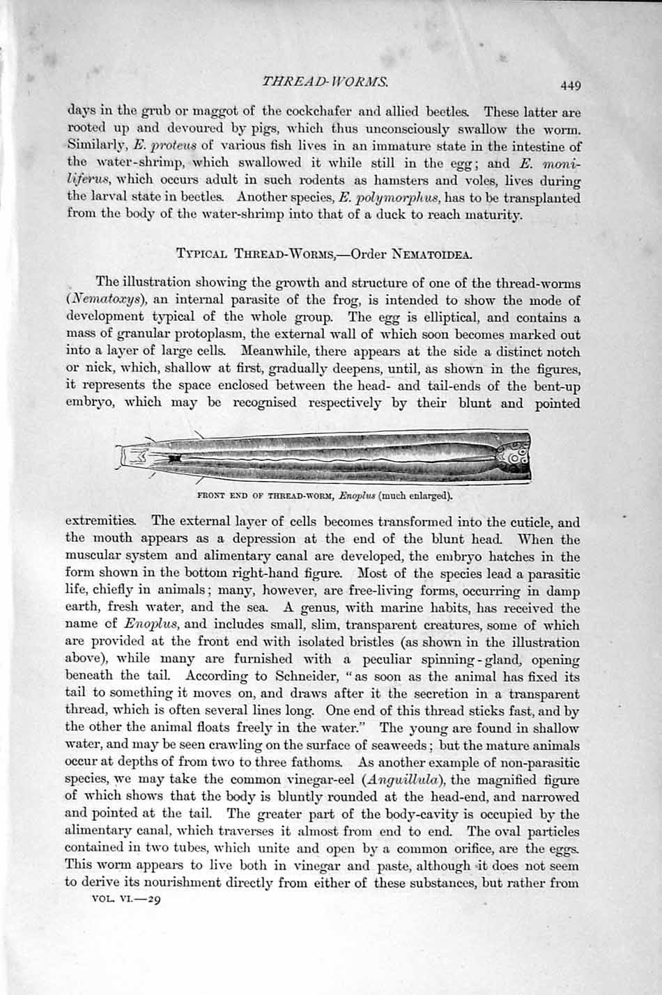 Old Antique Print Natural History 1896 Thread Worm Nematoidea Nematoxys 19th