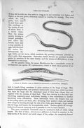 Original Old Antique Print Natural History 1896 Vinegar-Eel Thread-Worms Humble