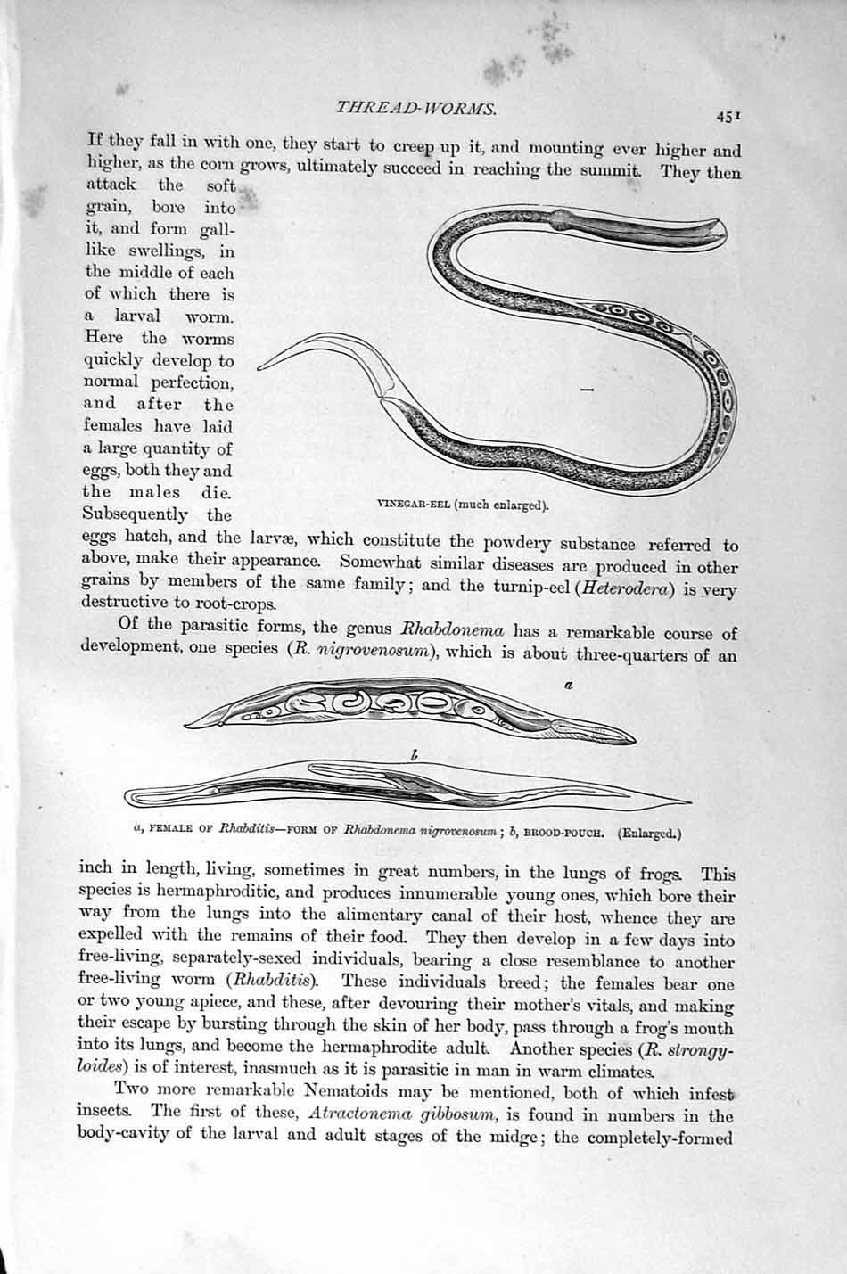 Original Old Antique Print Natural History 1896 Vinegar-Eel Thread-Worms Humble