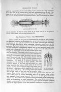 Original Old Antique Print Natural History 1896 Arrow Worm Proboscis Nemertine