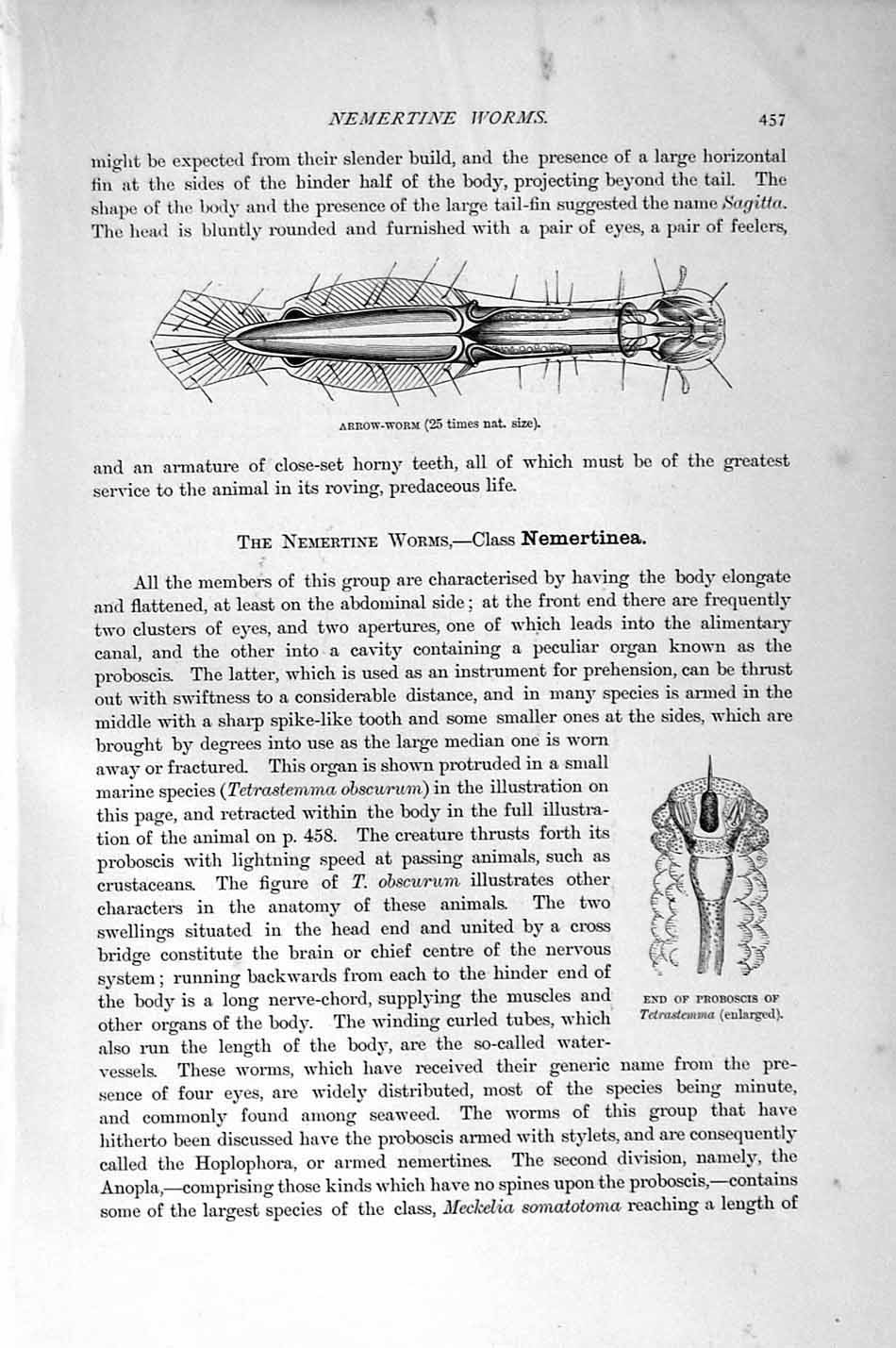 Original Old Antique Print Natural History 1896 Arrow Worm Proboscis Nemertine