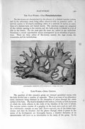Original Old Antique Print Natural History 1896 Cross-Bearing Nemertine Worm