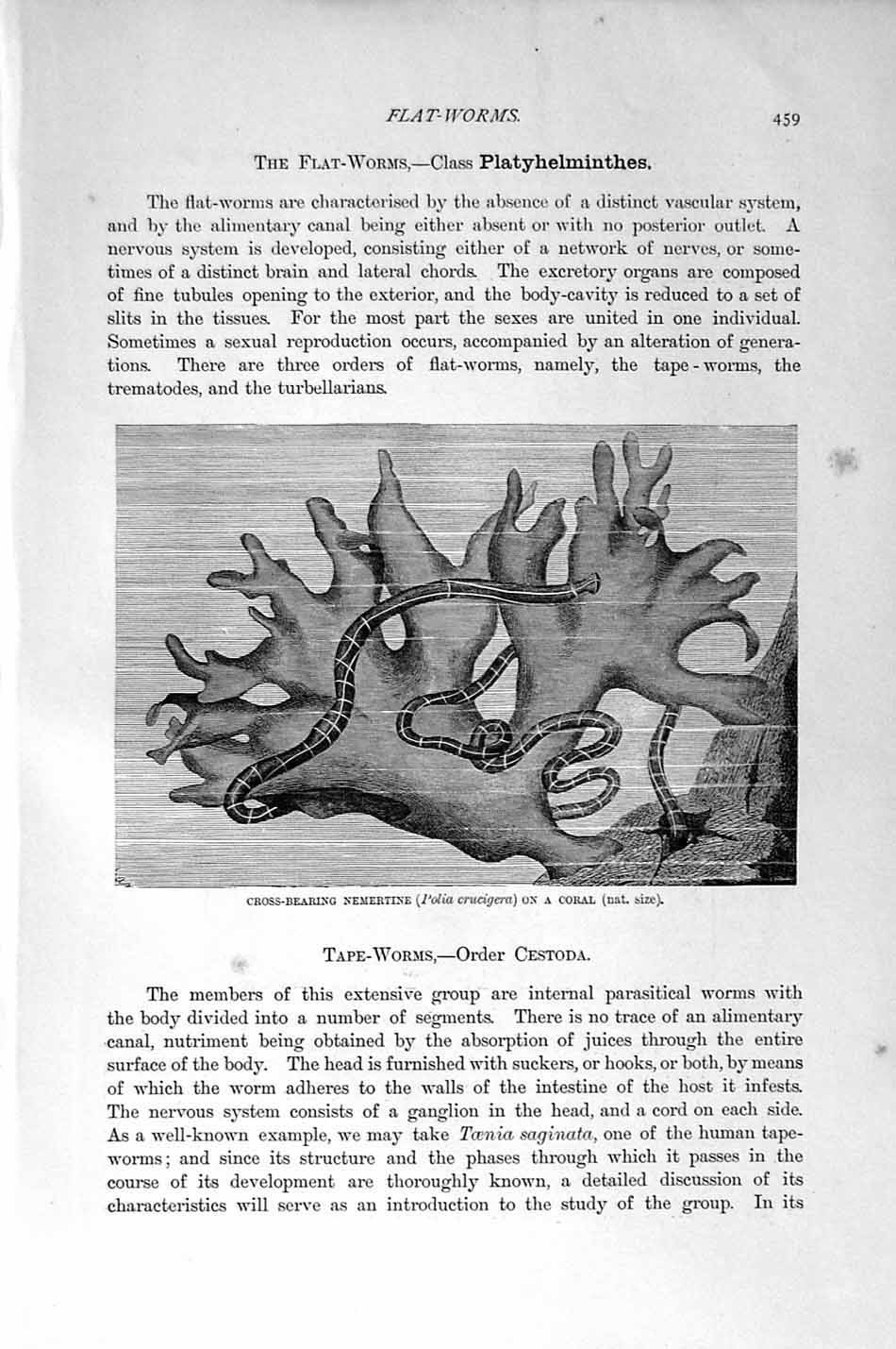 Original Old Antique Print Natural History 1896 Cross-Bearing Nemertine Worm