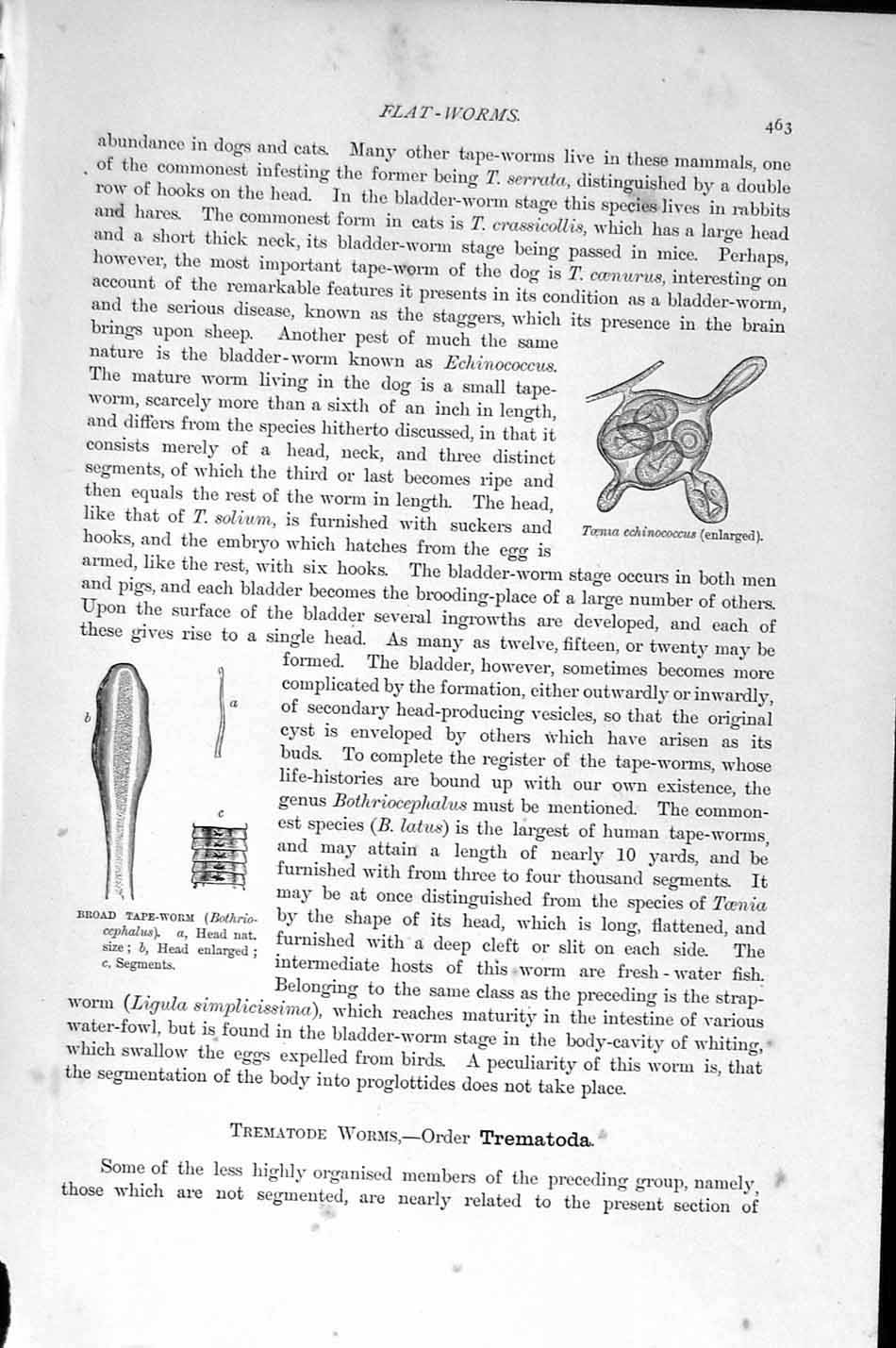 Old Antique Print Natural History 1896 Trematode Worms Tape-Worm Toenia 19th