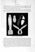 Original Old Antique Print Natural History 1896 Double-Worm Dactylocotyle Worms