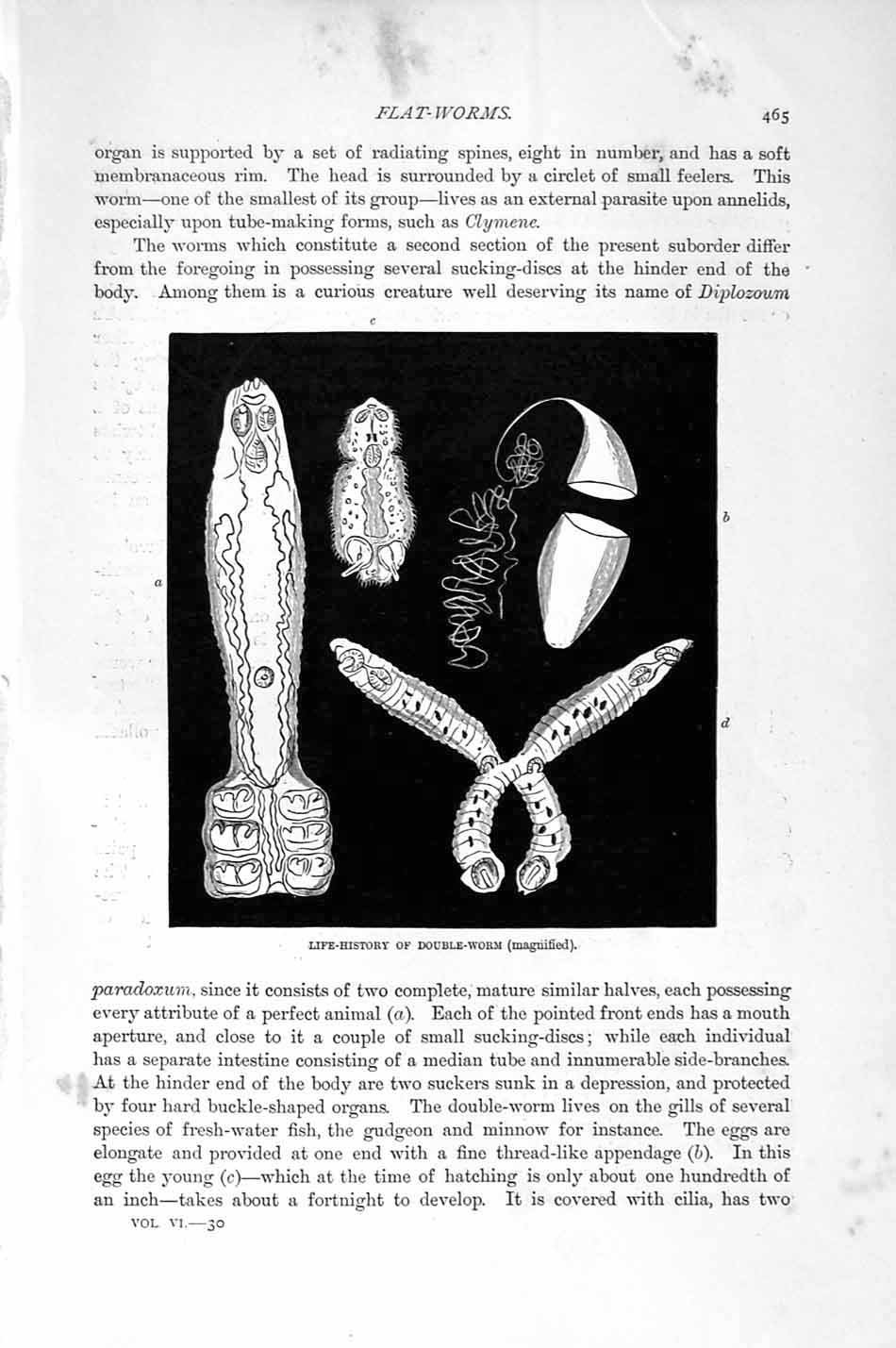 Original Old Antique Print Natural History 1896 Double-Worm Dactylocotyle Worms