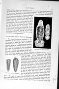Original Old Antique Print Natural History 1896 Larval Liver-Fluke Flat-Worms