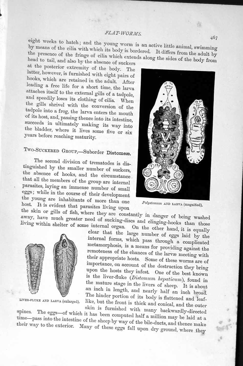 Original Old Antique Print Natural History 1896 Larval Liver-Fluke Flat-Worms