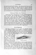 Original Old Antique Print Natural History 1896 Trematodes Worms Mesostomum