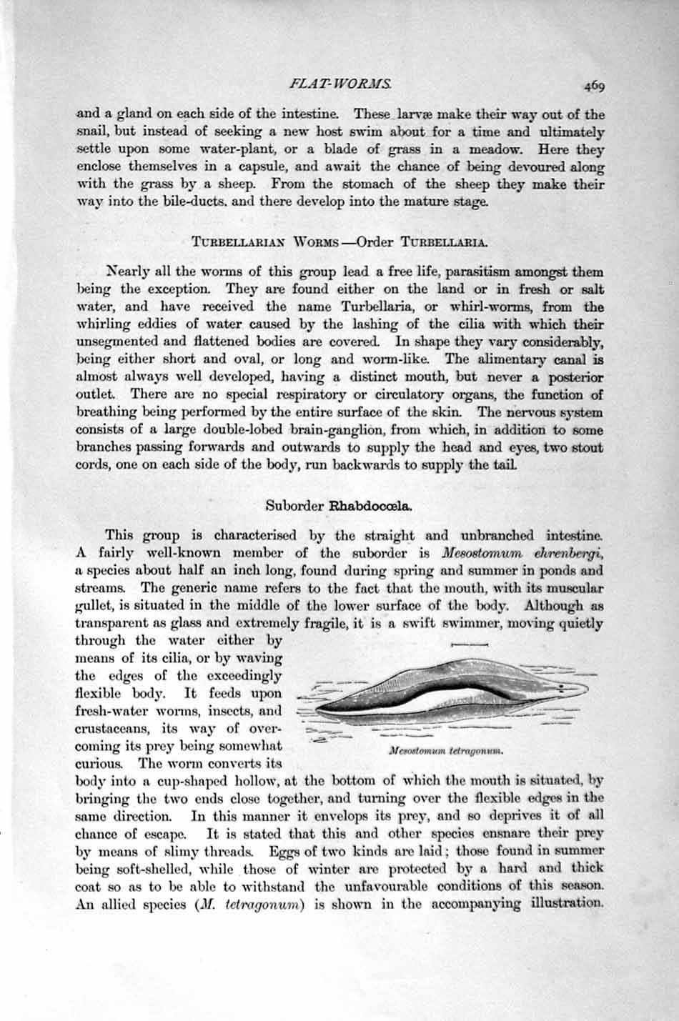 Original Old Antique Print Natural History 1896 Trematodes Worms Mesostomum