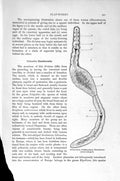 Original Old Antique Print Natural History 1896 Dendrocoelian Planarian Worm