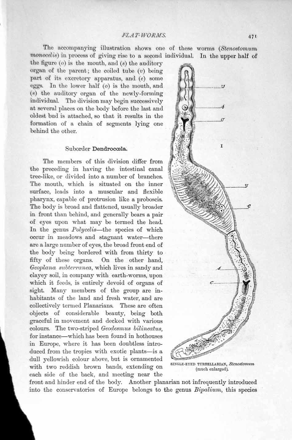 Original Old Antique Print Natural History 1896 Dendrocoelian Planarian Worm