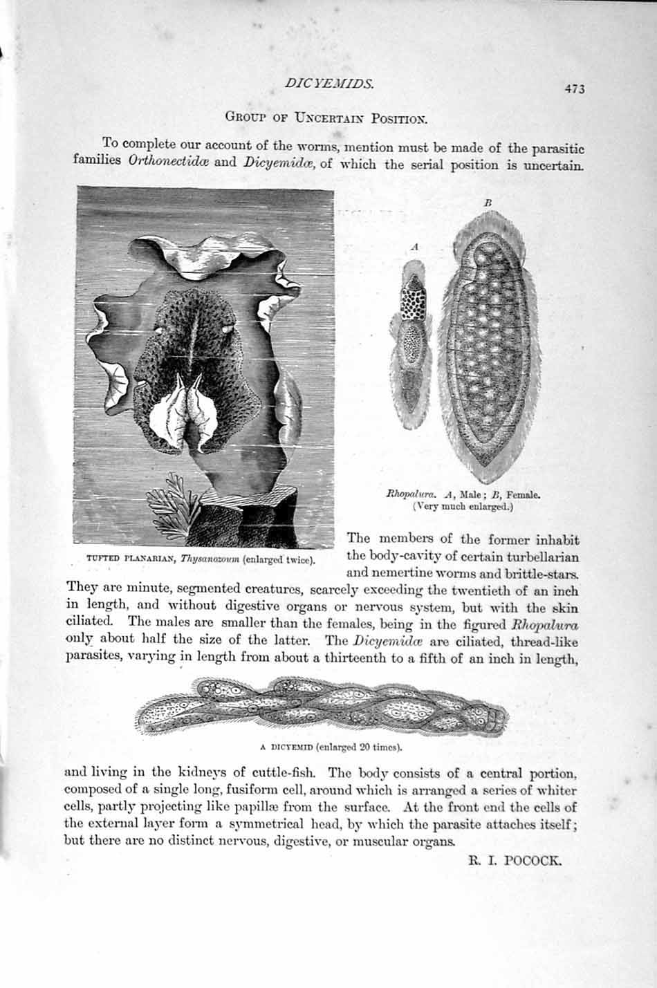 Original Old Antique Print Tufted Planarian Dicyemid Natural History 1896 19th