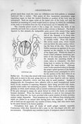 Original Old Antique Print Natural History 1896 Coelenterates Cydippe Victorian