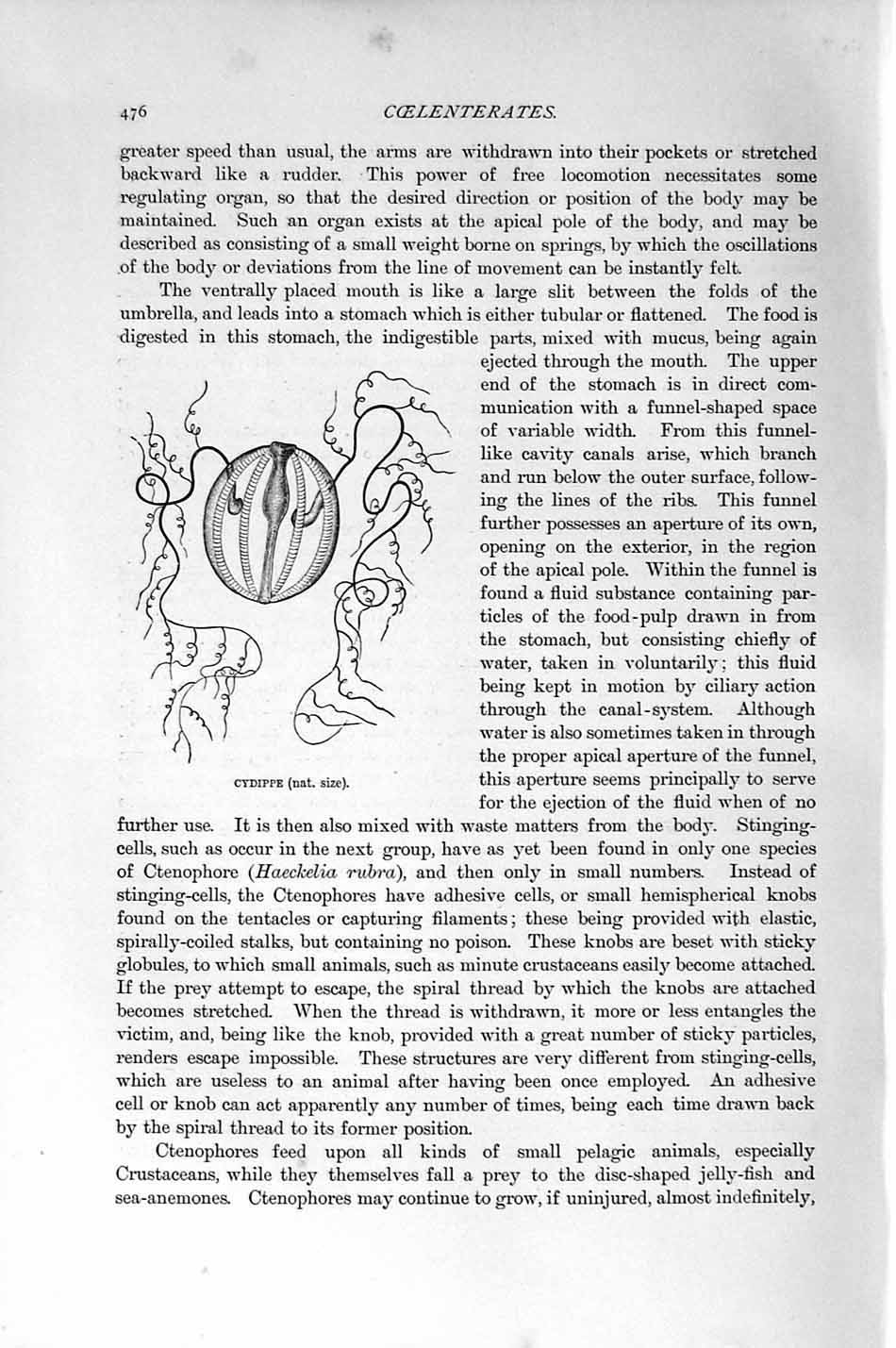 Original Old Antique Print Natural History 1896 Coelenterates Cydippe Victorian