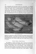 Original Old Antique Print Natural History 1896 Venus Girdle Coelenterates 19th
