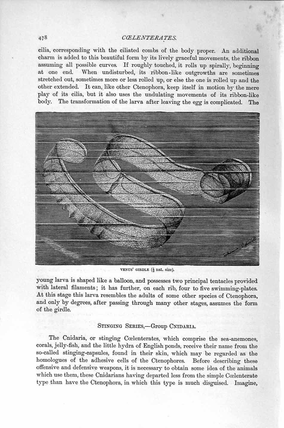 Original Old Antique Print Natural History 1896 Venus Girdle Coelenterates 19th