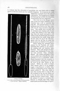Original Old Antique Print Natural History 1896 Stinging Capsules Coelenterates