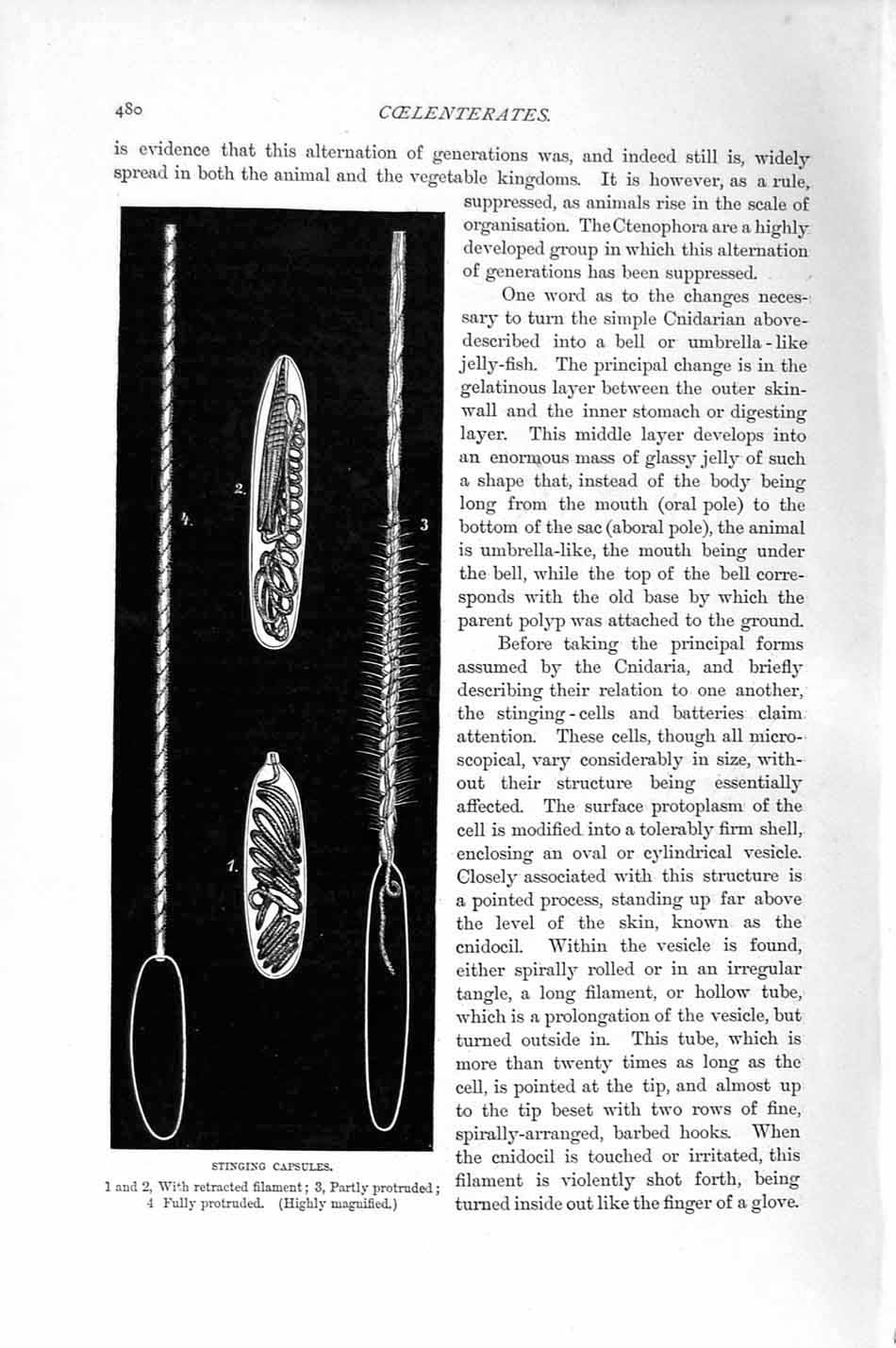 Original Old Antique Print Natural History 1896 Stinging Capsules Coelenterates