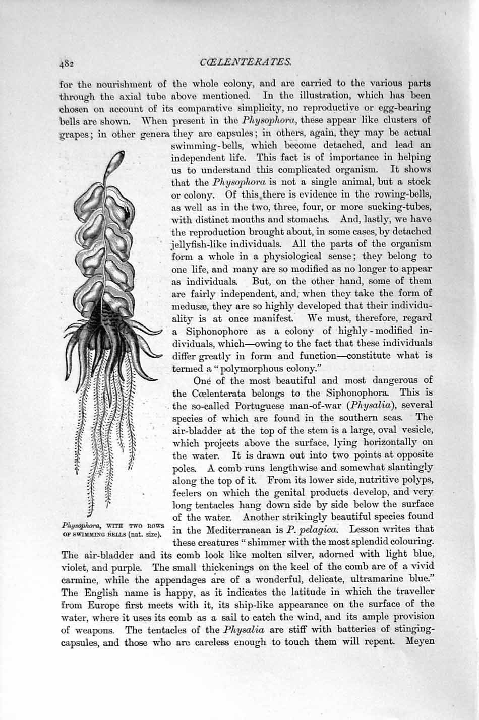 Original Old Antique Print Natural History 1896 Physophora Swimming Bells 19th