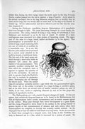 Original Old Antique Print Natural History 1896 Jelly Fish Stephalia Victorian