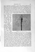 Original Old Antique Print Natural History 1896 Monocaulus Hydractinia Echinata
