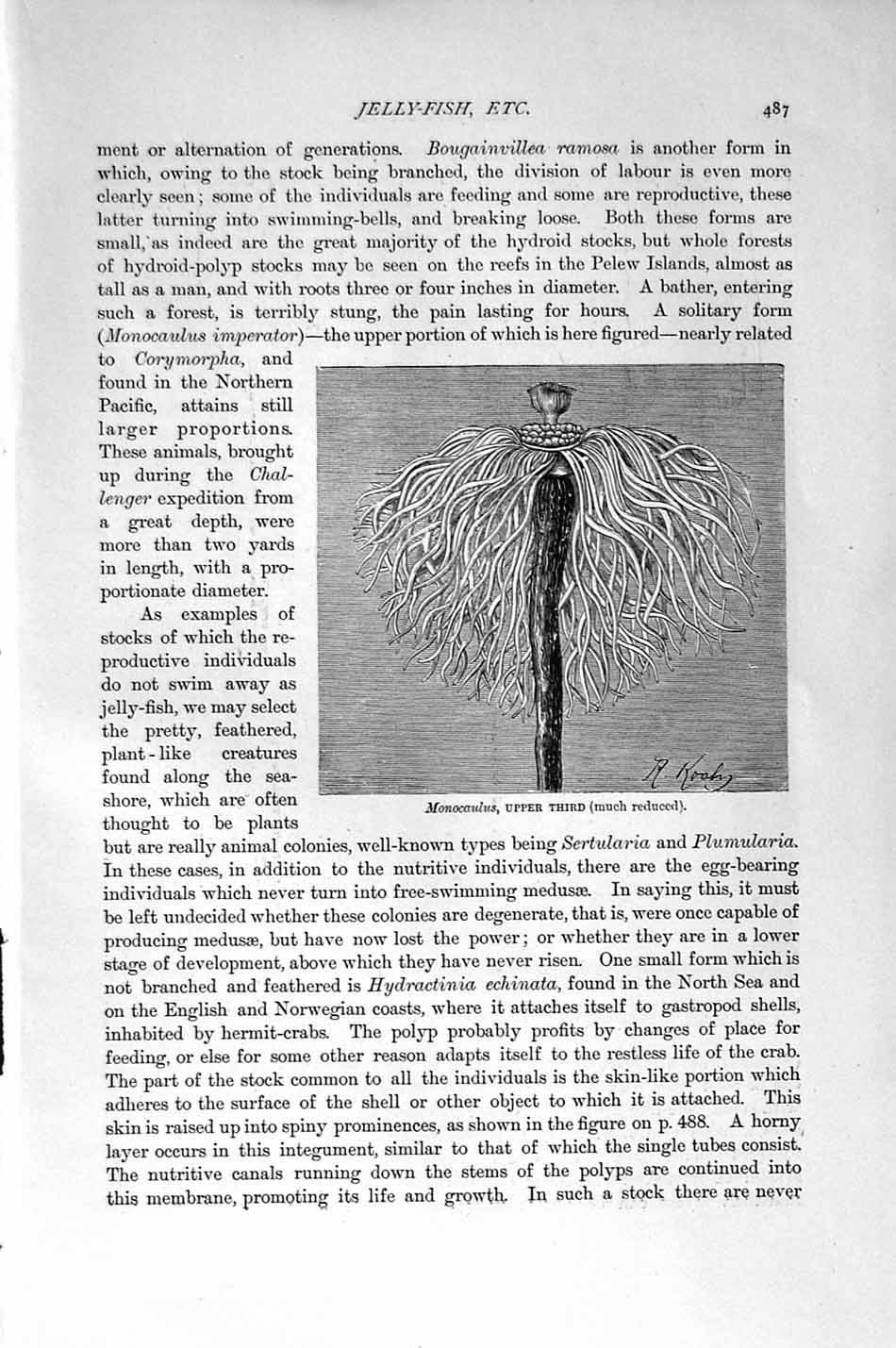 Original Old Antique Print Natural History 1896 Monocaulus Hydractinia Echinata