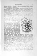 Old Antique Print Natural History 1896 Hydra Monster Chrysaora Jelly-Fish 19th
