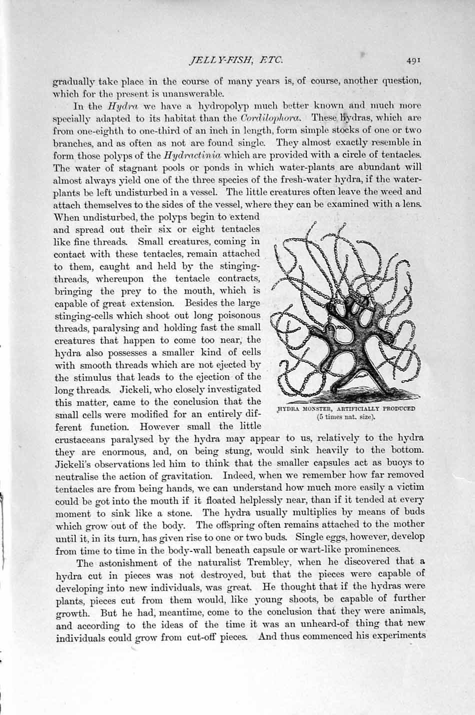 Old Antique Print Natural History 1896 Hydra Monster Chrysaora Jelly-Fish 19th