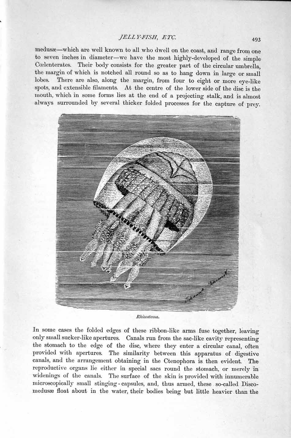 Old Antique Print Jelly-Fish Rhizostoma Periphylia Natural History 1896 19th