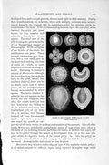 Original Old Antique Print Natural History 1896 Monoxenia Darwini Coelenterates