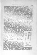 Original Old Antique Print Natural History 1896 Larvae Sea-Anemone Caulastroea