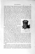 Original Old Antique Print Natural History 1896 Endive-Anemone Crambactis Sea
