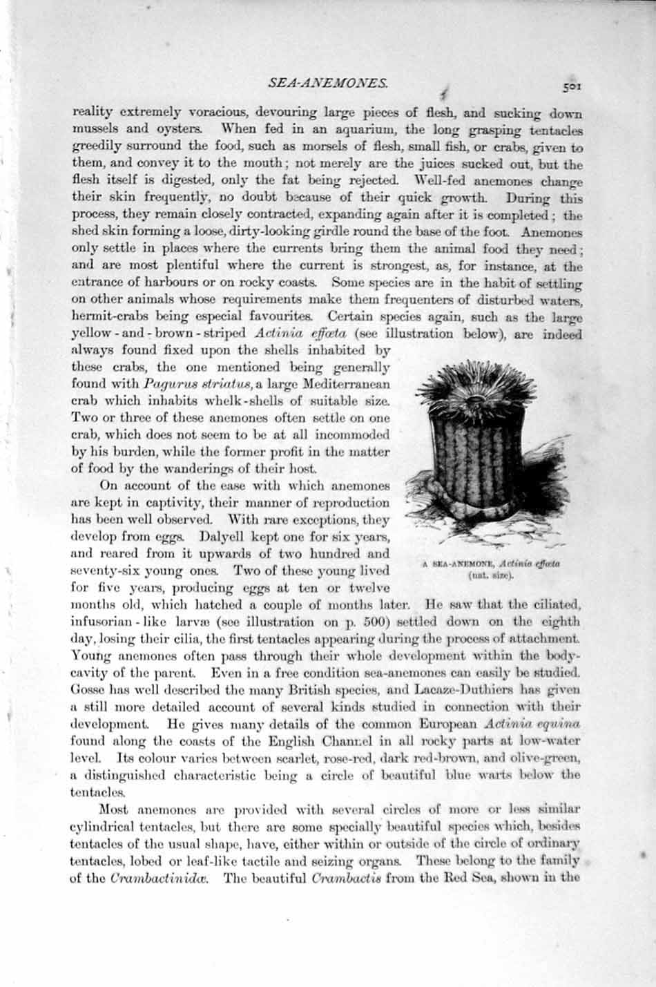 Original Old Antique Print Natural History 1896 Endive-Anemone Crambactis Sea