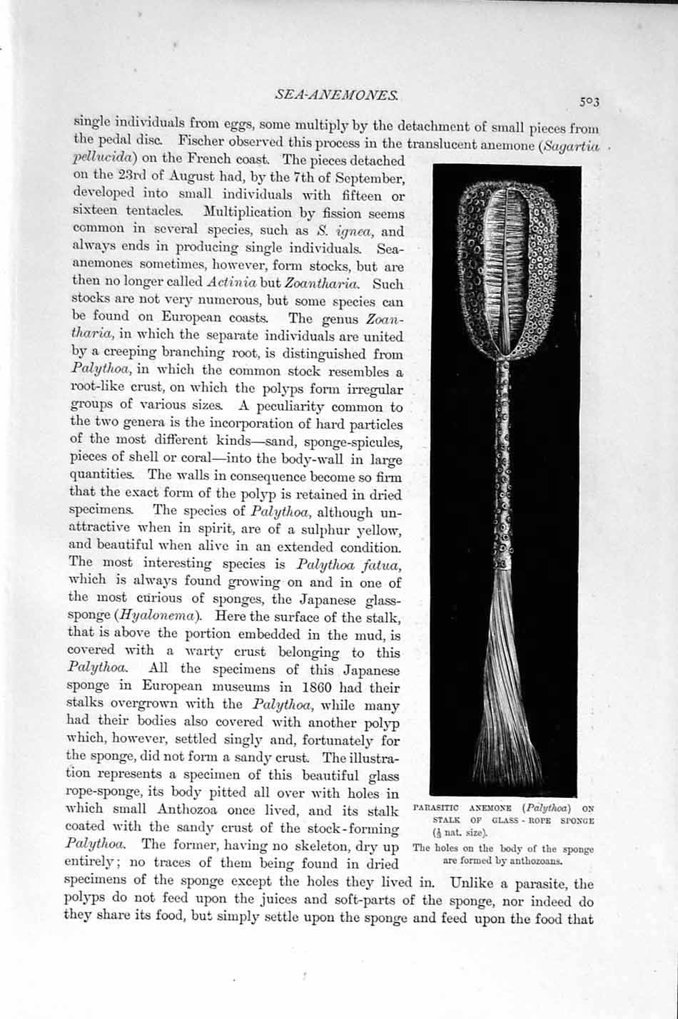 Original Old Antique Print Natural History 1896 Parasitic Anemone Coelenterates