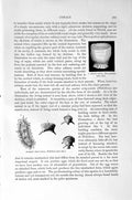 Original Old Antique Print Natural History 1896 Deap-Sea Coral Mushroom Scarlet