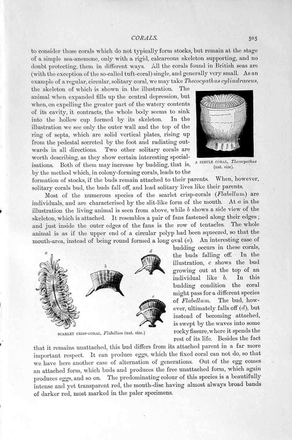 Original Old Antique Print Natural History 1896 Deap-Sea Coral Mushroom Scarlet