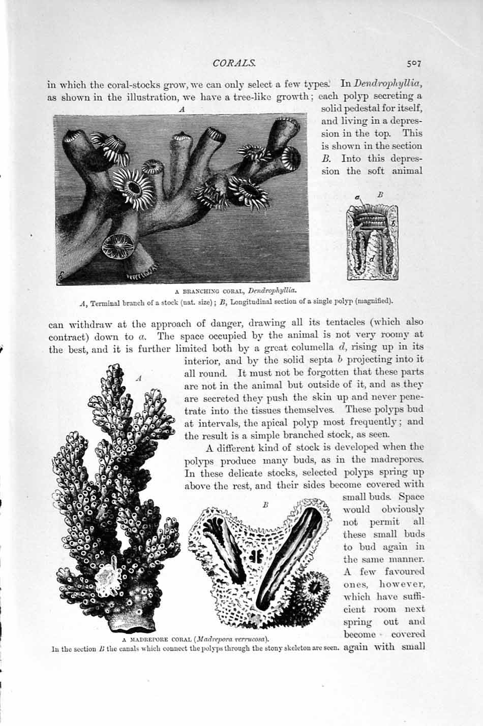Original Old Antique Print Natural History 1896 Branching Coral Madrepore Sea